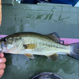 ラージマウスバス