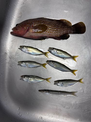 アジの釣果