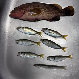 アジ