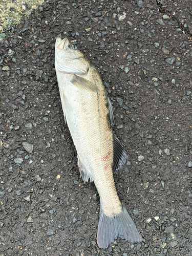 スズキの釣果