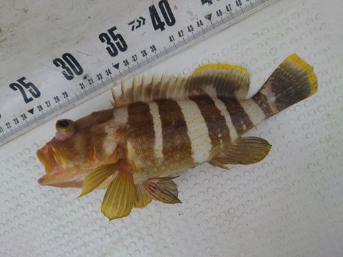 アオハタの釣果