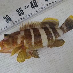 アオハタ