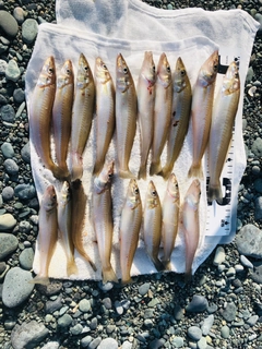 シロギスの釣果
