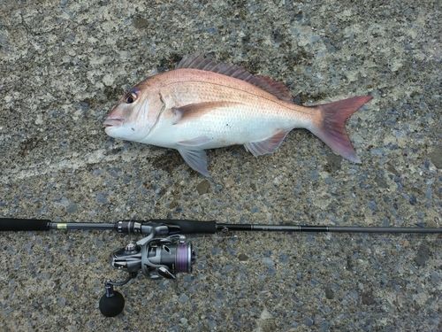 タイの釣果