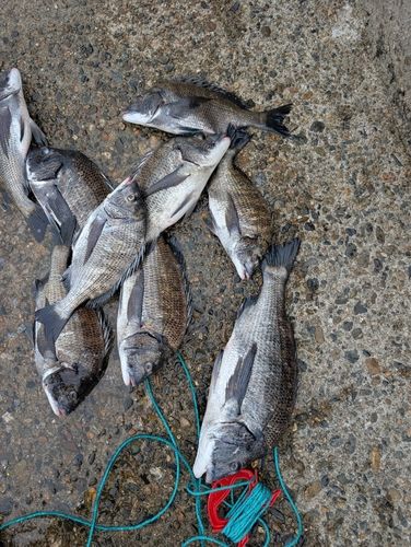 チヌの釣果