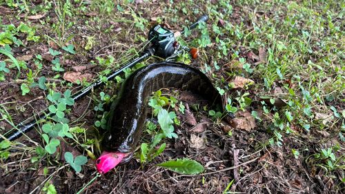 ライギョの釣果