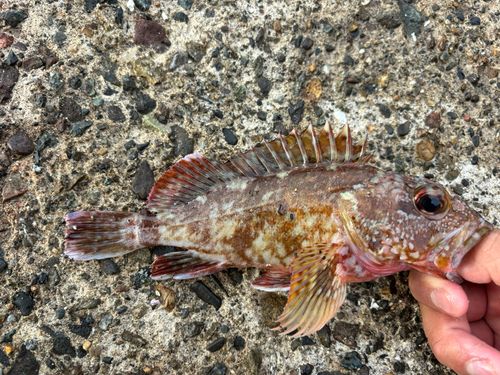 カサゴの釣果