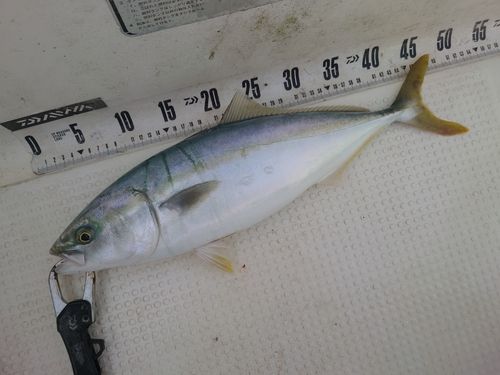 フクラギの釣果