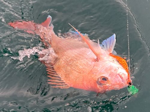 マダイの釣果