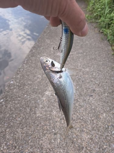 コノシロの釣果