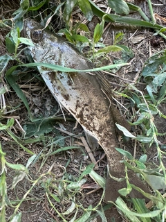 マルスズキの釣果