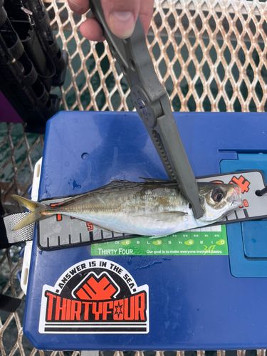 マアジの釣果