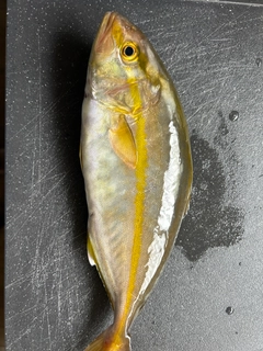 ショゴの釣果