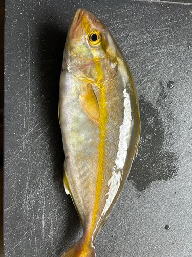 ショゴの釣果