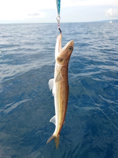 エソの釣果