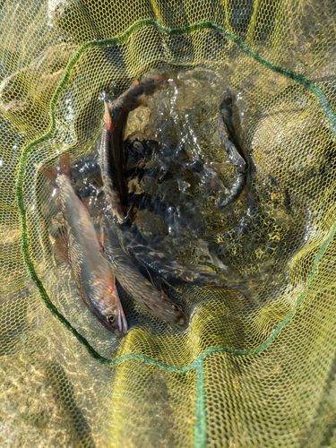 アユの釣果