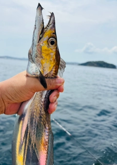 タチウオの釣果