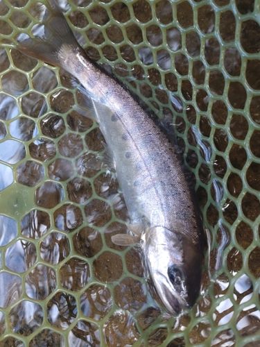 ヤマメの釣果