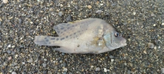 コショウダイの釣果