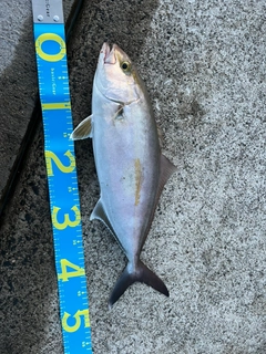 カンパチの釣果