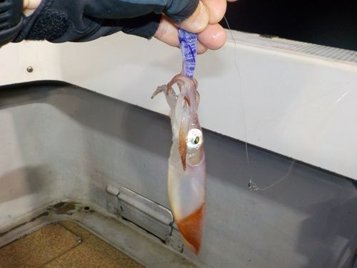 ケンサキイカの釣果