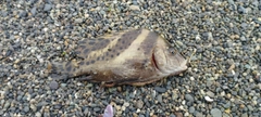 コショウダイの釣果