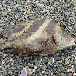 コショウダイ