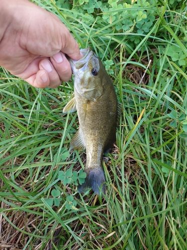スモールマウスバスの釣果