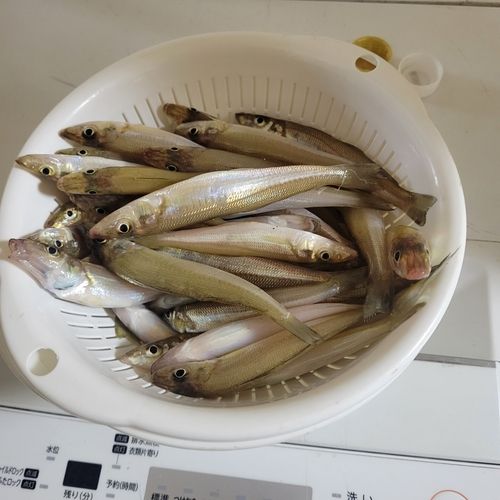 キスの釣果