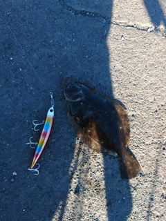 ヒラメの釣果