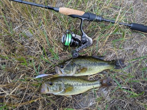 ラージマウスバスの釣果
