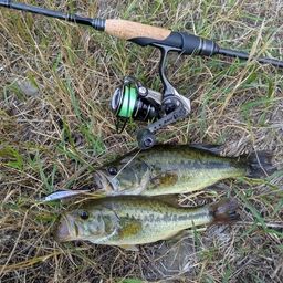 ラージマウスバス