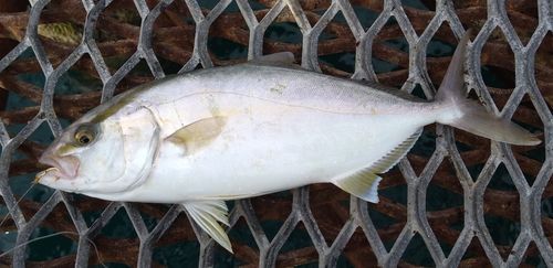 シオの釣果