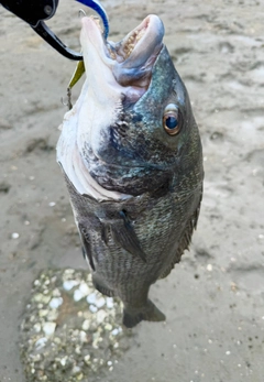 マゴチの釣果