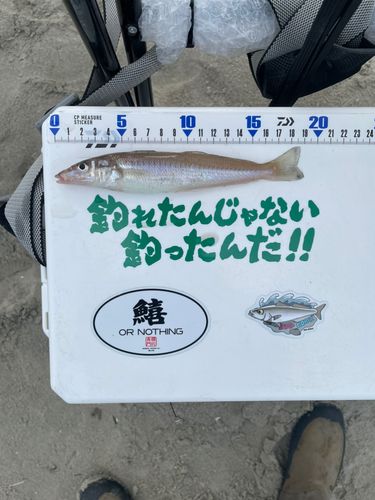 シロギスの釣果