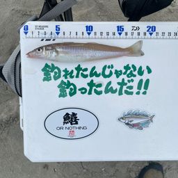 シロギス