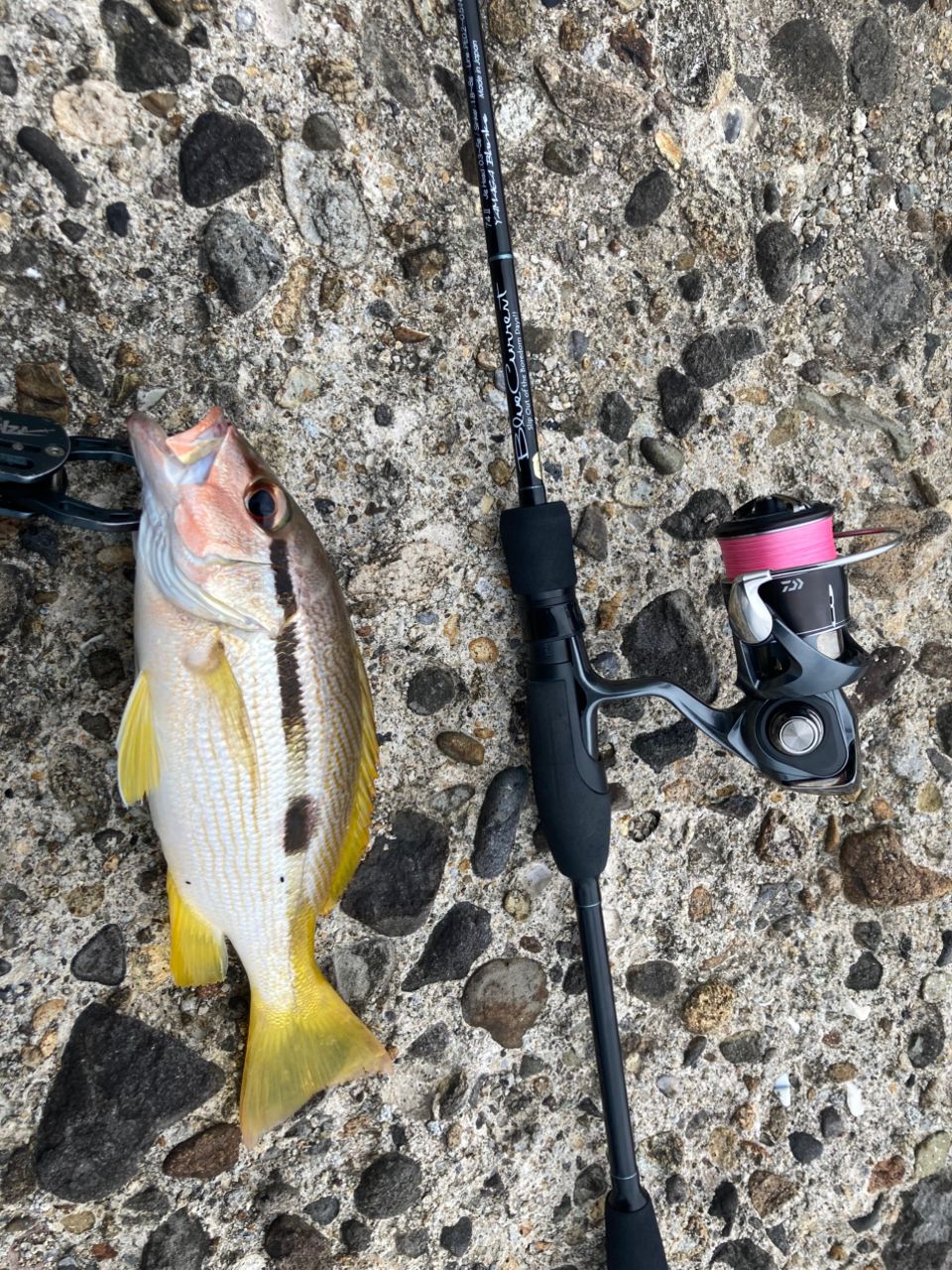 DAIWA 20UVF 月下美人 デュラセンサー +Si² 0.4号/桜ピンク/200m