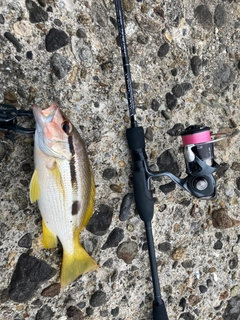 ヨコスジフエダイの釣果