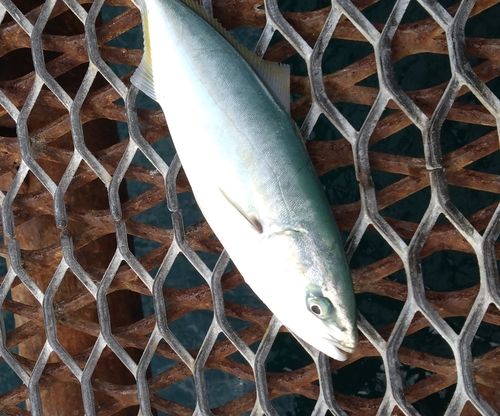 ツバスの釣果