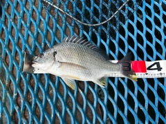 キビレの釣果
