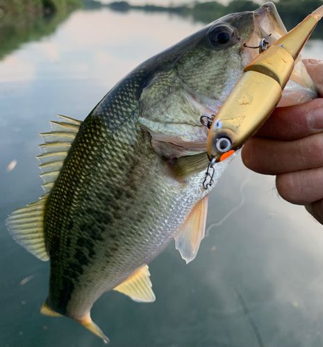 ラージマウスバスの釣果