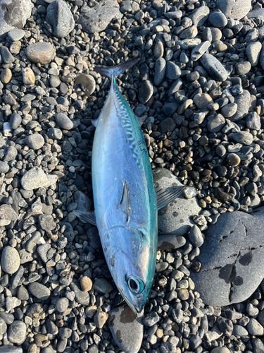 ソウダガツオの釣果