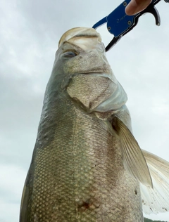 スズキの釣果