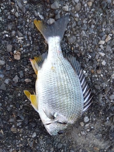 キチヌの釣果