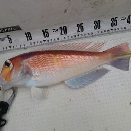 アマダイ