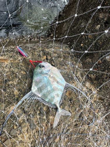 イトヒキアジの釣果