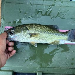 ラージマウスバス