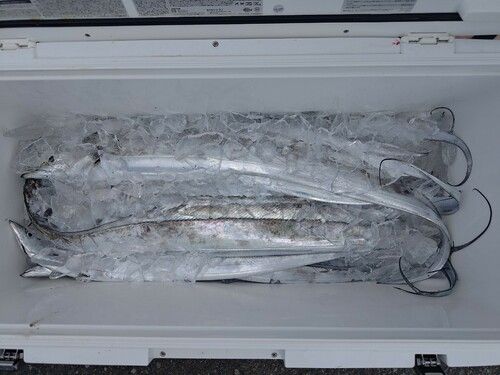 タチウオの釣果