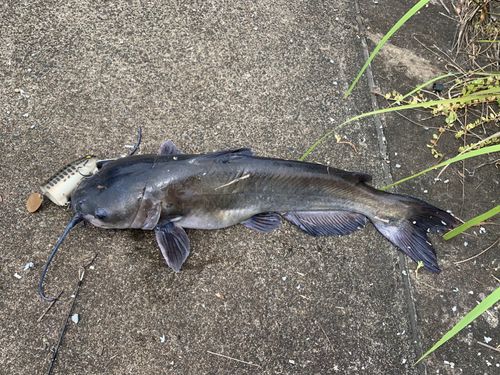 アメリカンキャットフィッシュの釣果