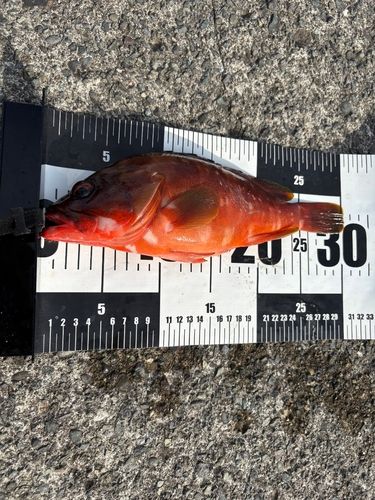 アカハタの釣果